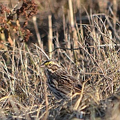 Savanna Sparrow, Anahoac N.W.R. Texas